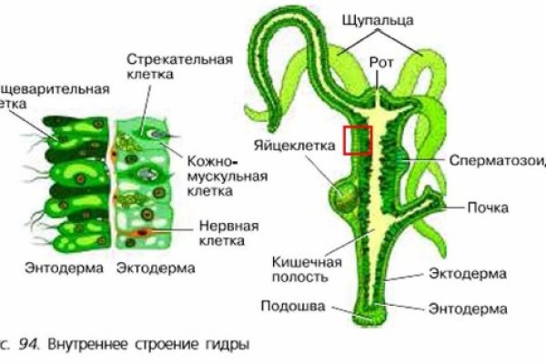 Что такое кракен шоп